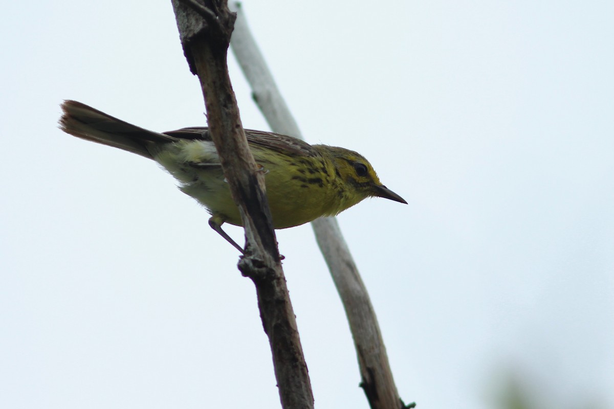 Prairie Warbler - ML620527746