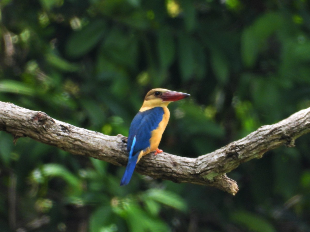 Stork-billed Kingfisher - ML620527748