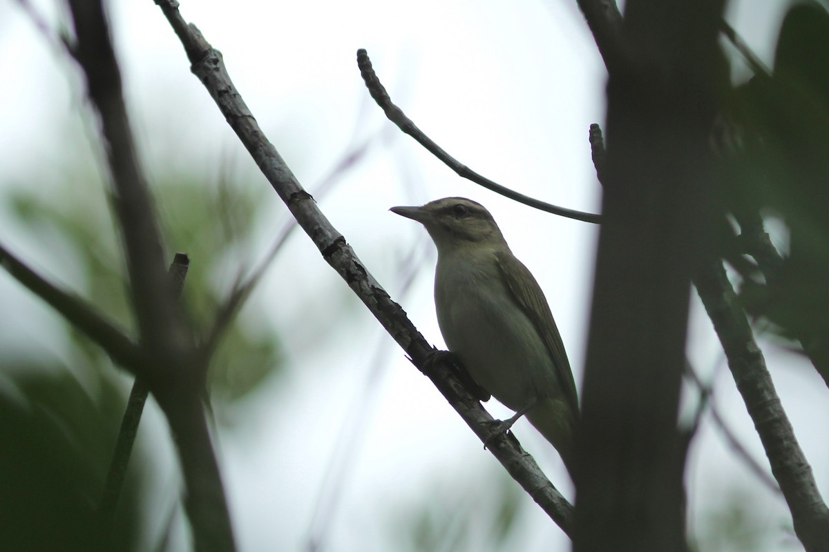 Black-whiskered Vireo - ML620527751