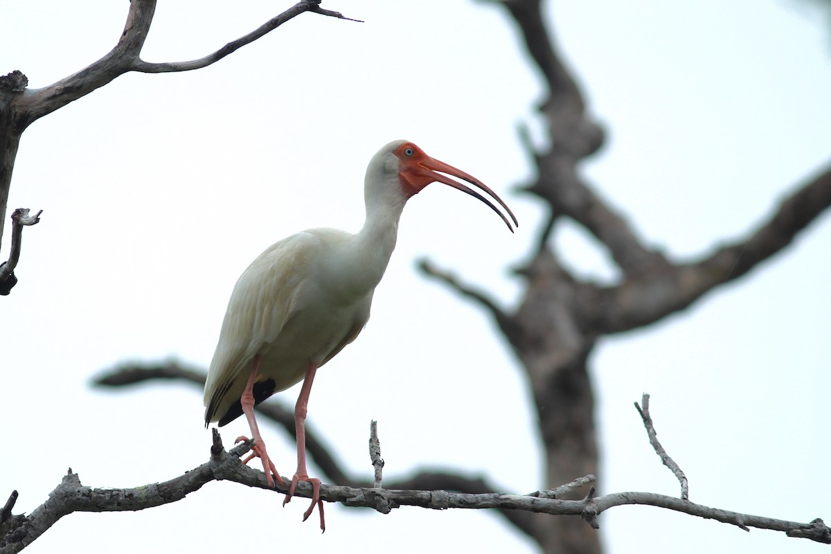 White Ibis - ML620527752