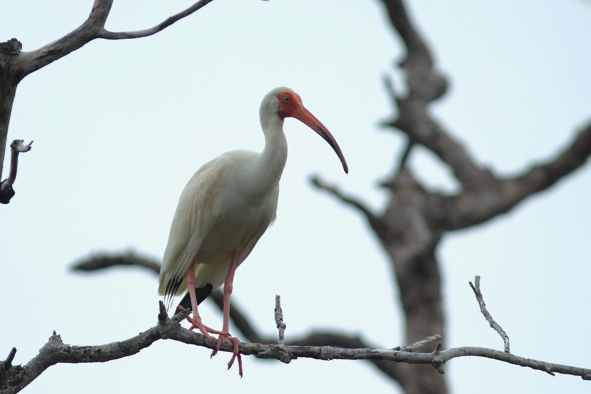 White Ibis - ML620527753