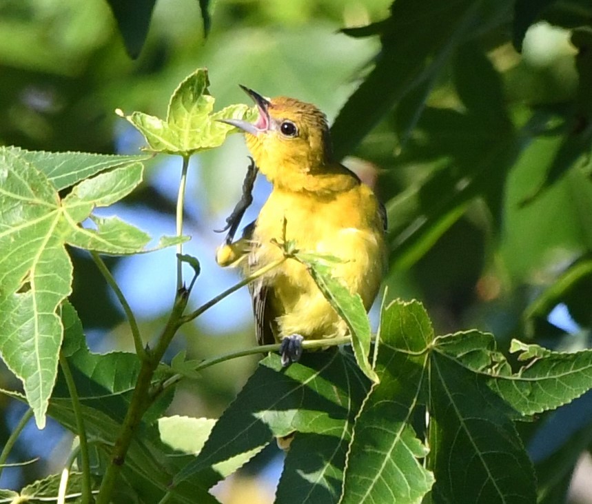 Orchard Oriole - ML620527756