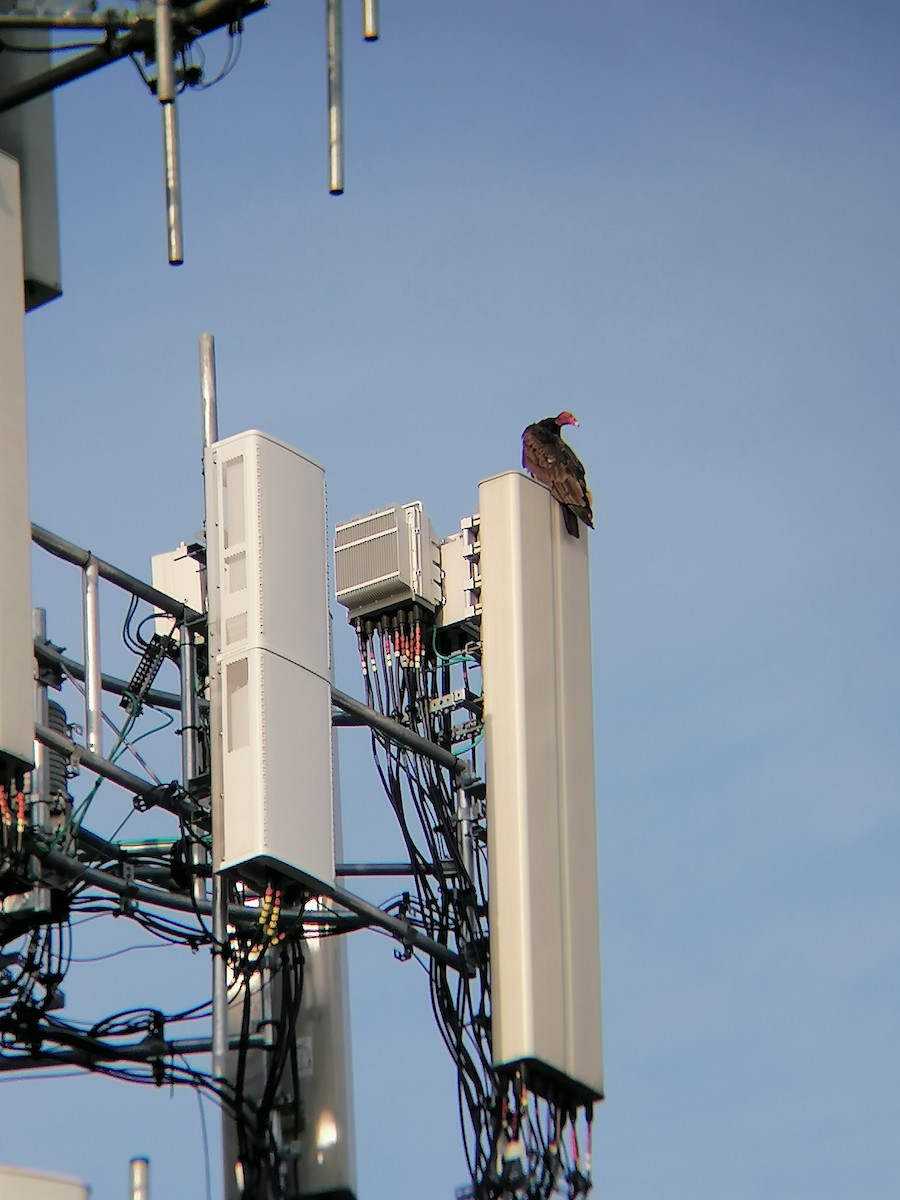 Turkey Vulture - ML620527757