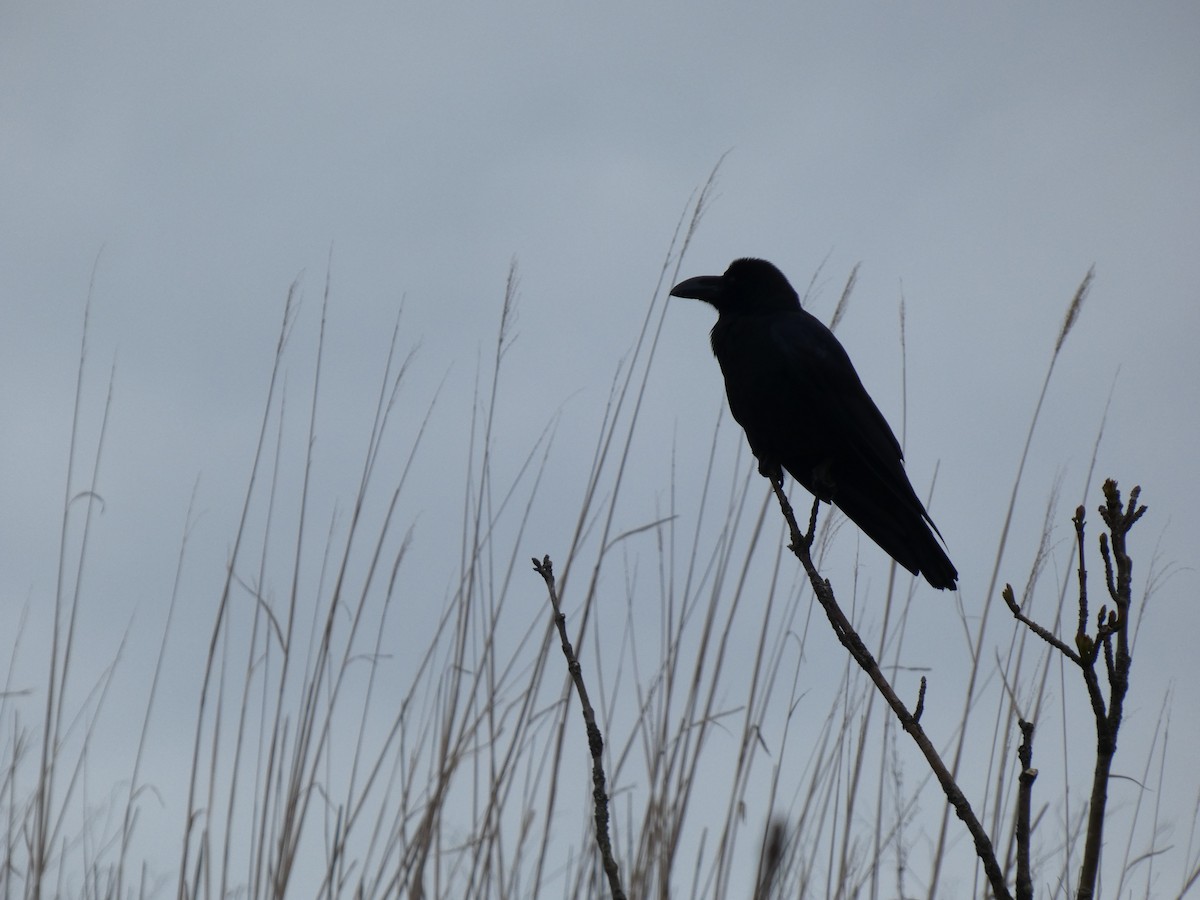 Large-billed Crow - Eneko Azkue