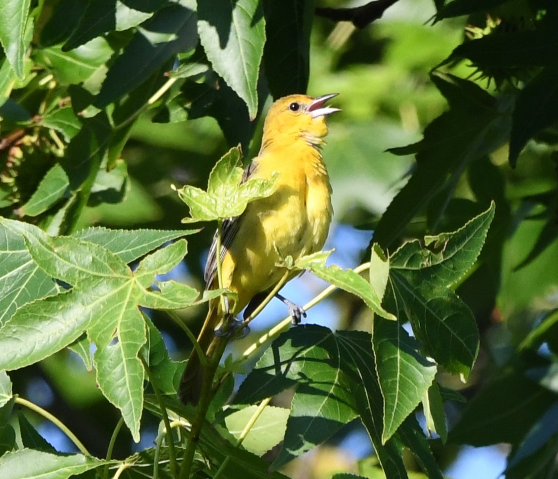 Orchard Oriole - ML620527762