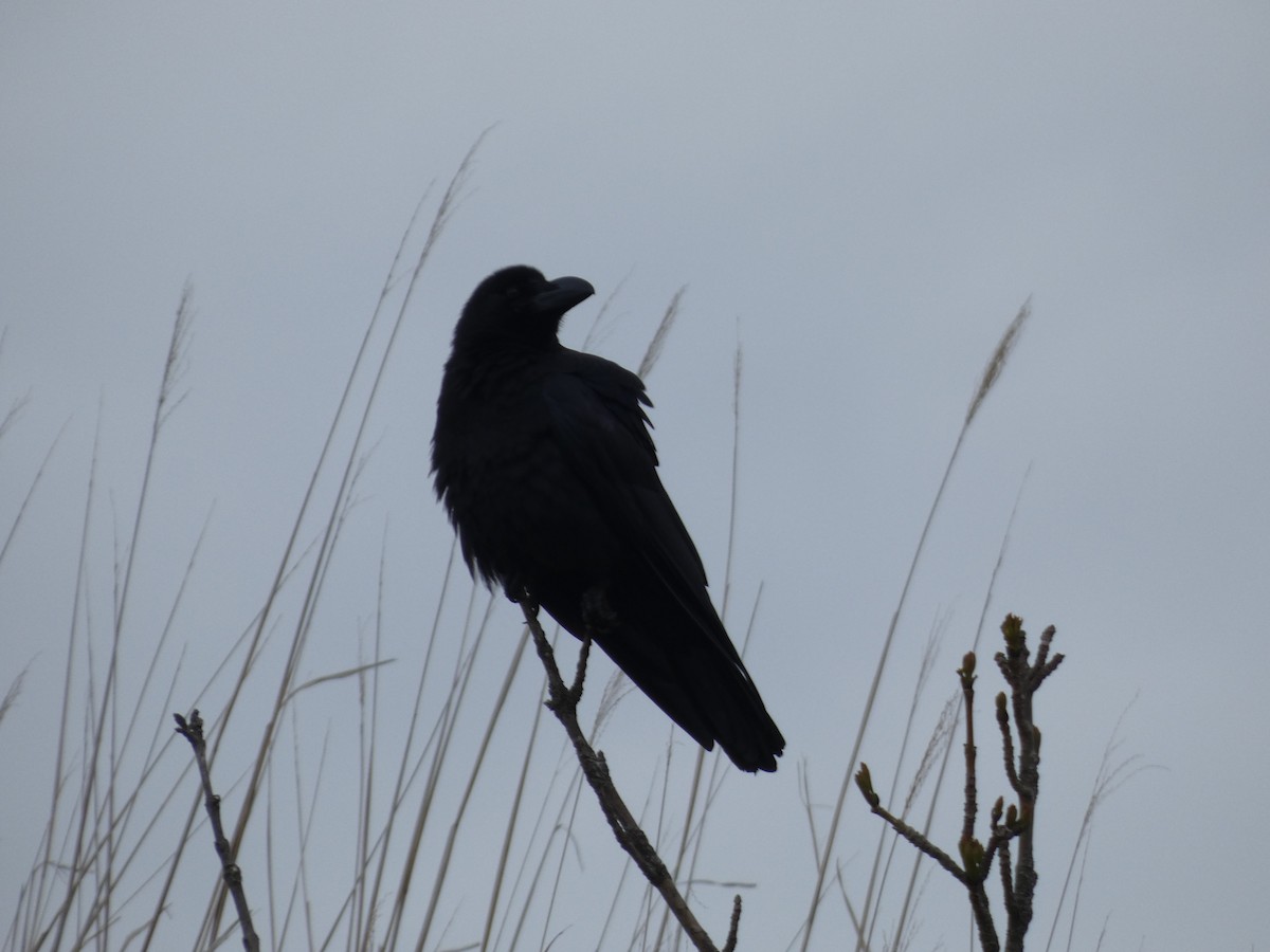 Large-billed Crow - ML620527763