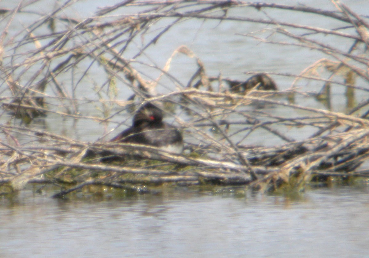 Eared Grebe - ML620527768