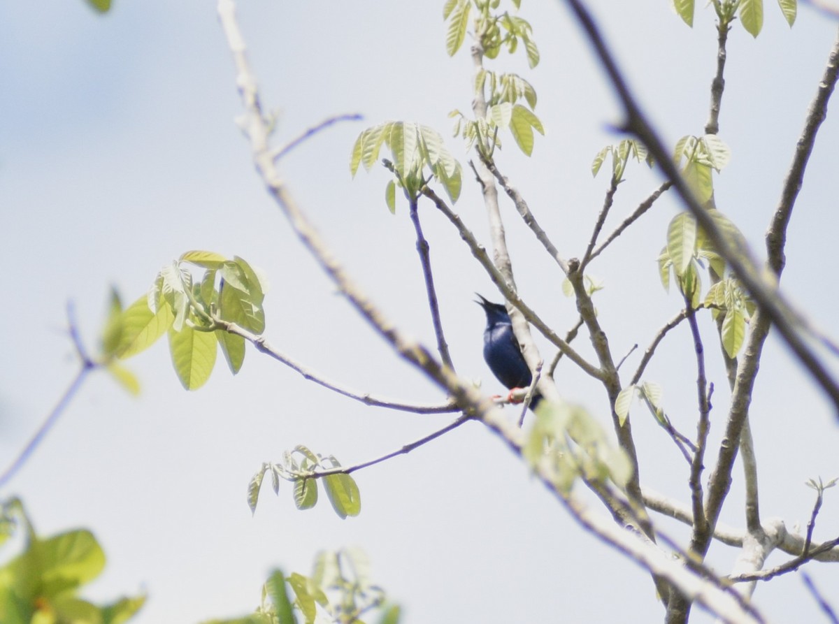 Red-legged Honeycreeper - Axel  Vásquez Méndez