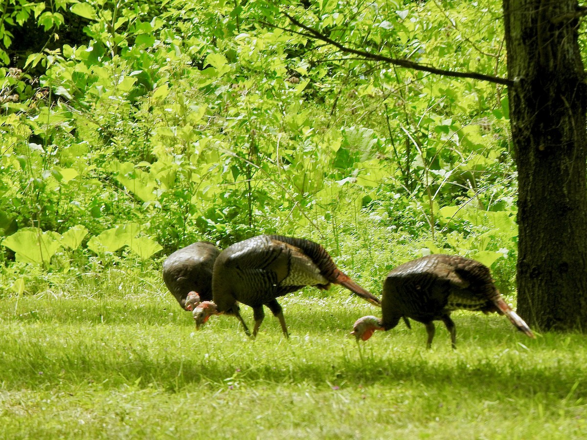 Wild Turkey - ML620527784