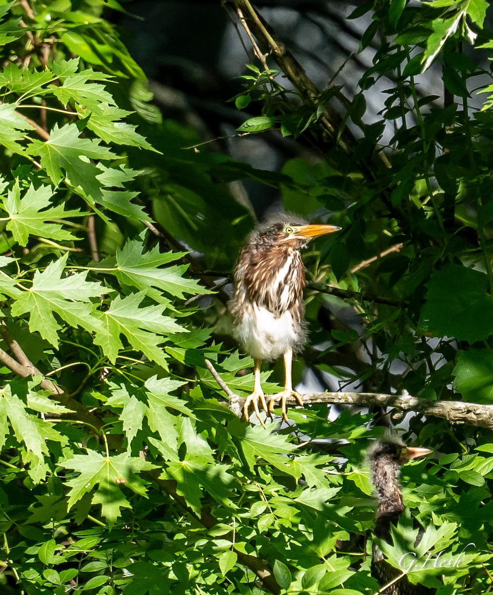 Green Heron - ML620527794