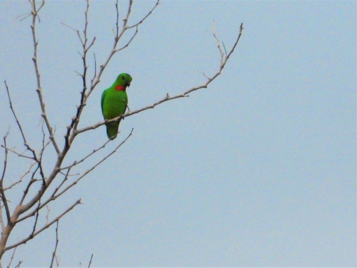 Blue-crowned Hanging-Parrot - ML620527796