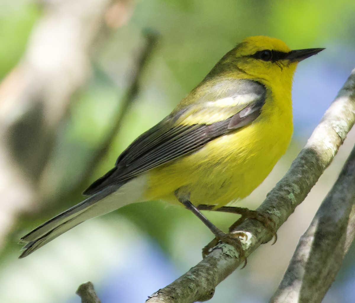 Blue-winged Warbler - ML620527797