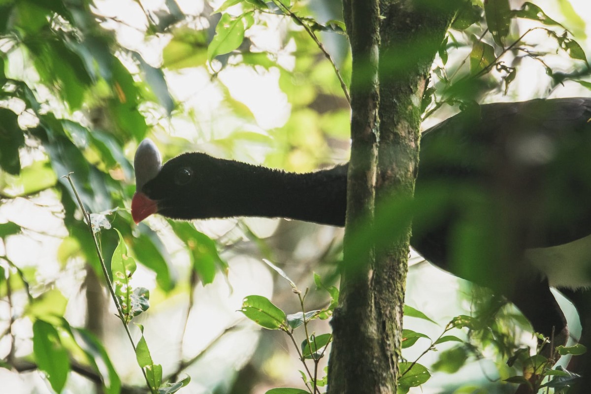 Helmeted Curassow - ML620527799