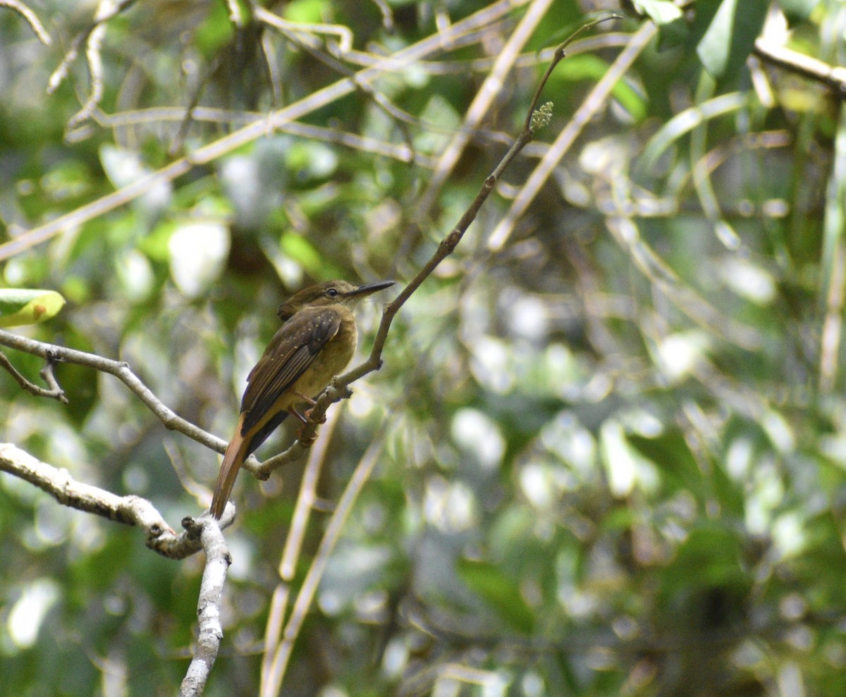 Tropical Royal Flycatcher - ML620527800