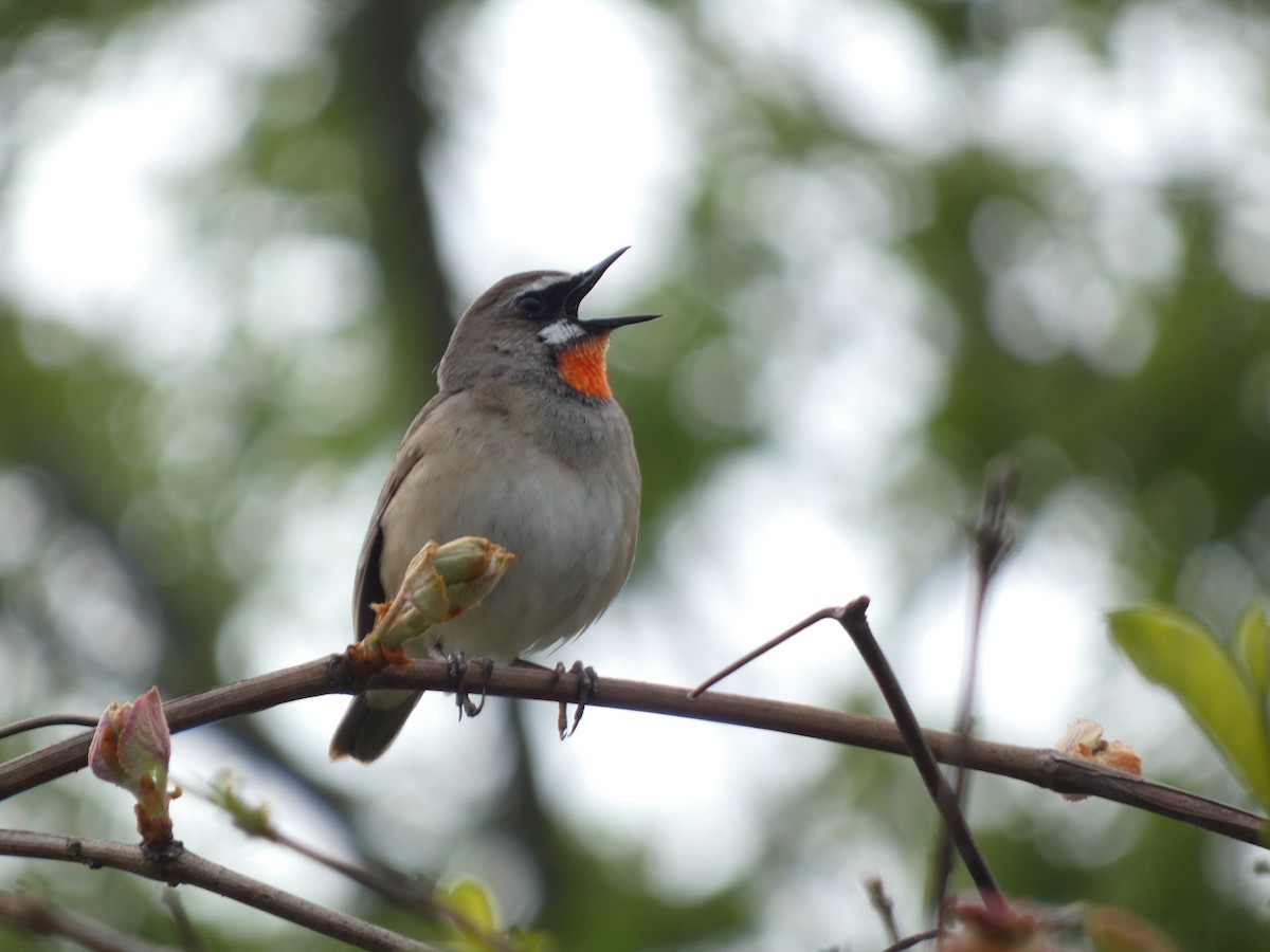 Siberian Rubythroat - ML620527802