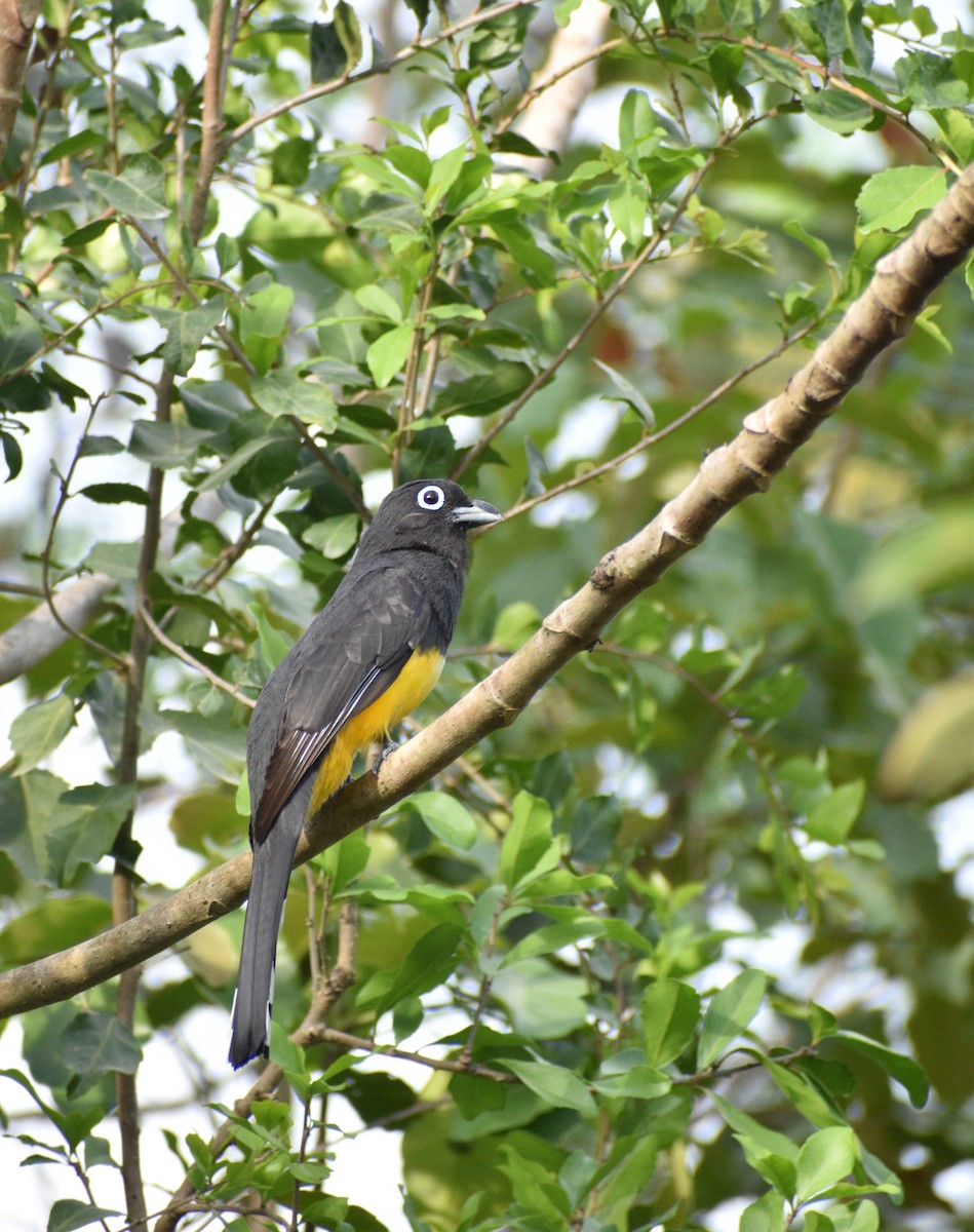 Trogon à tête noire - ML620527804