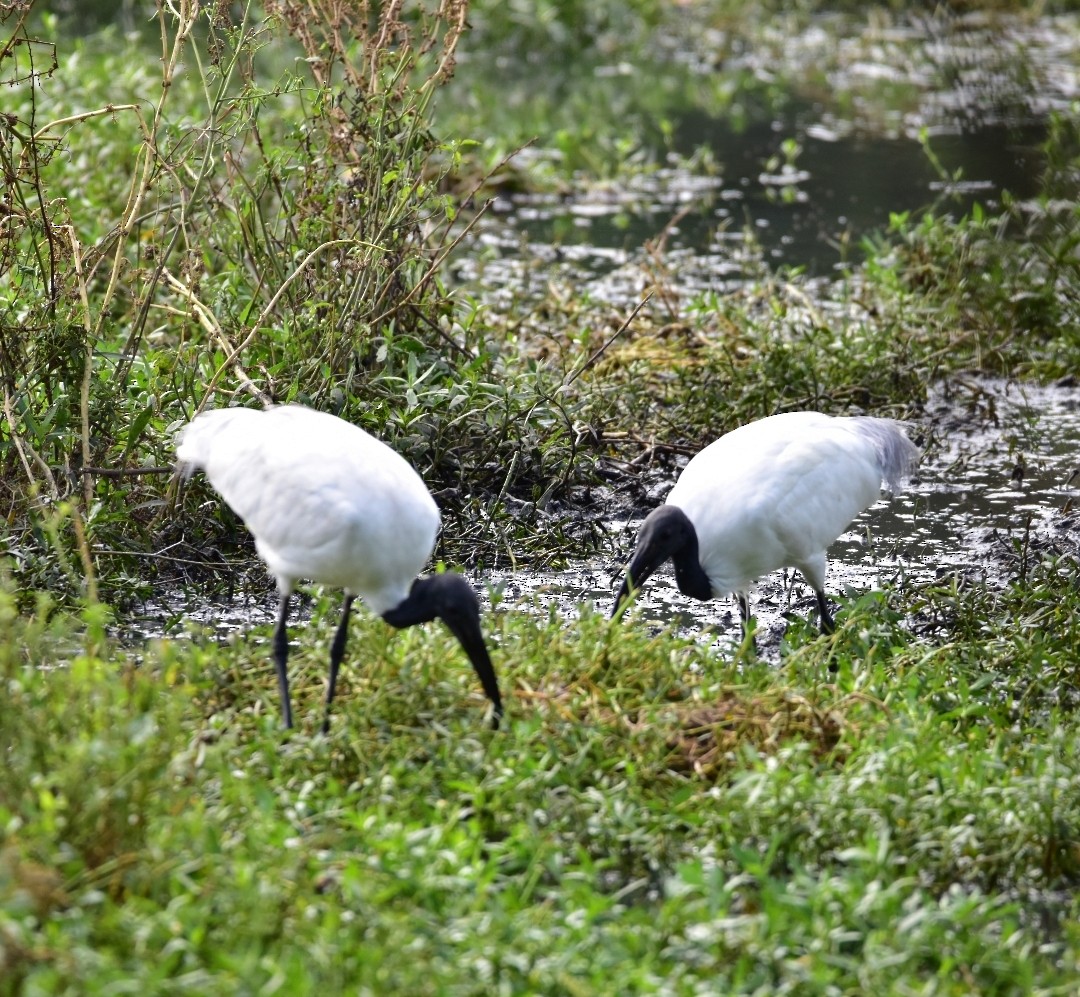 Ibis à tête noire - ML620527805