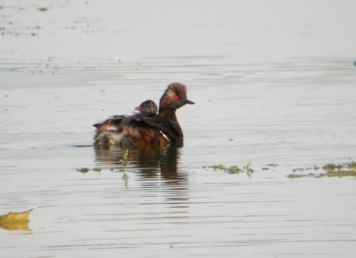 Eared Grebe - ML620527821