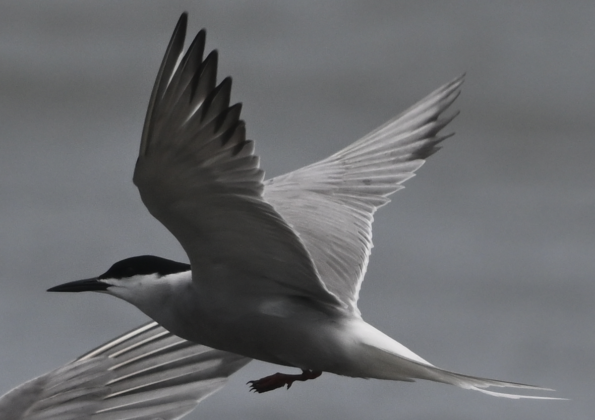Gull-billed Tern - ML620527826
