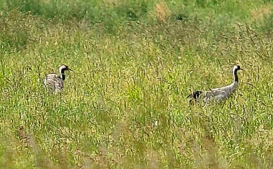 Common Crane - ML620527827