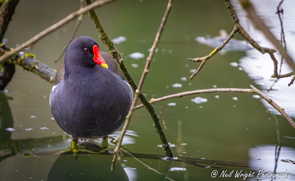 Eurasian Moorhen - ML620527832