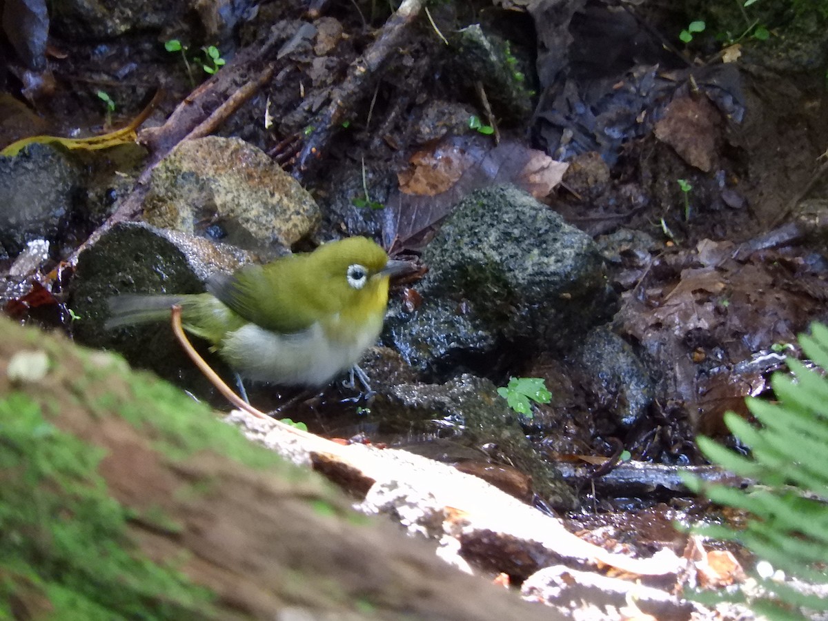 Warbling White-eye - ML620527836