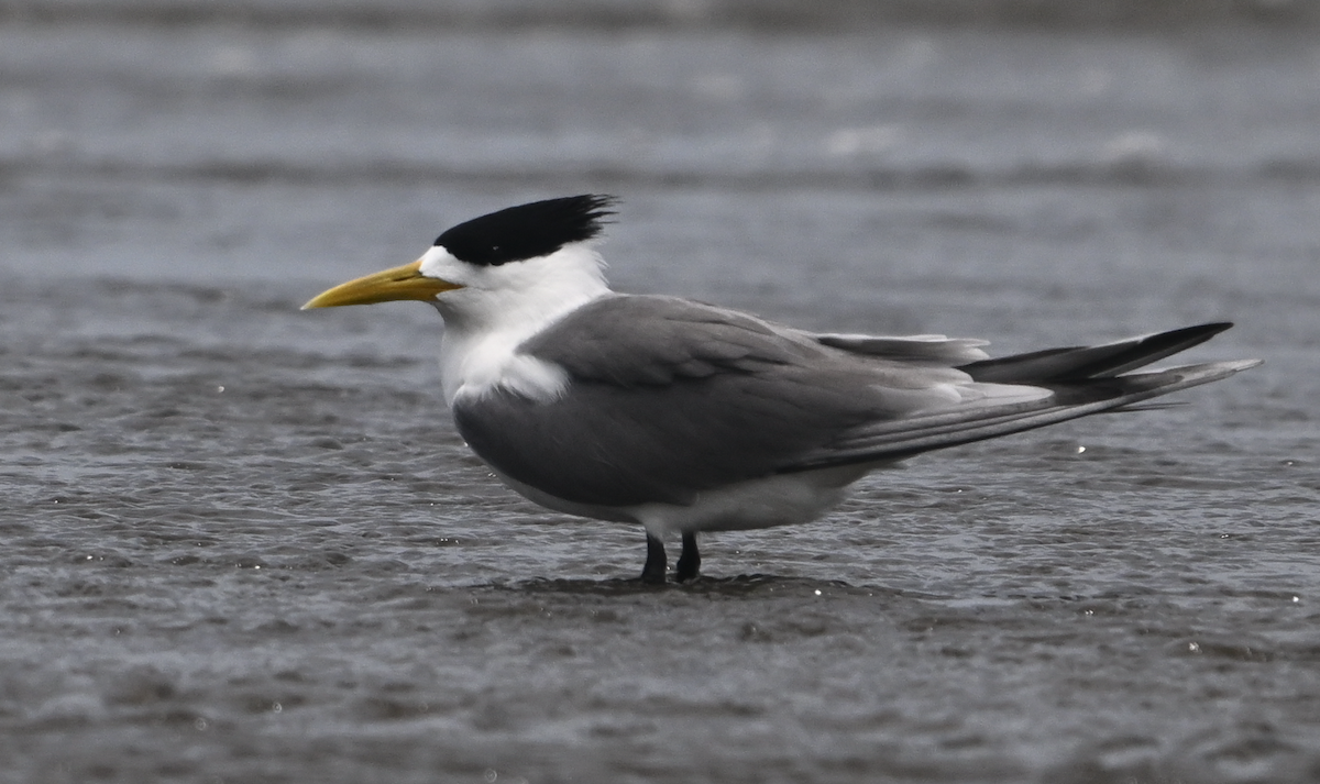 Great Crested Tern - ML620527838