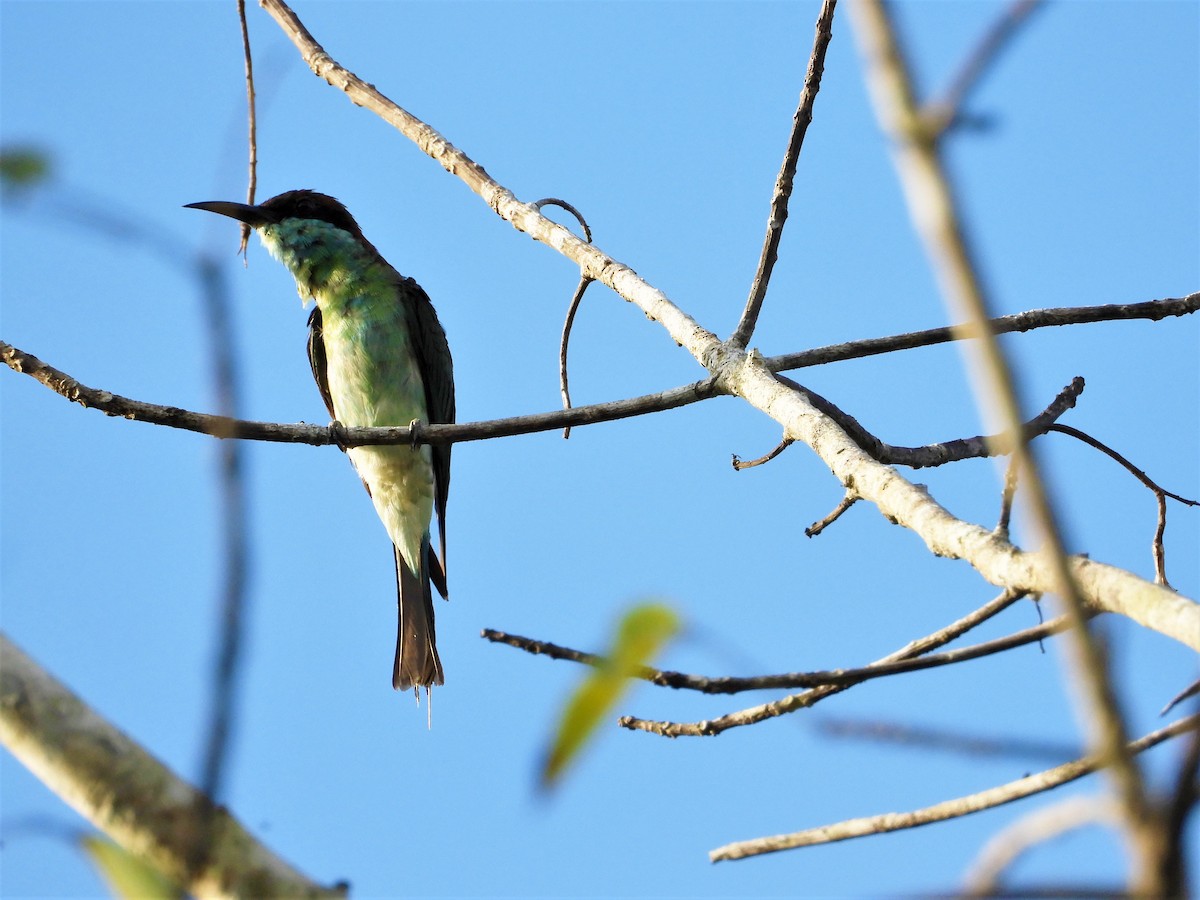 Blue-throated Bee-eater - ML620527842
