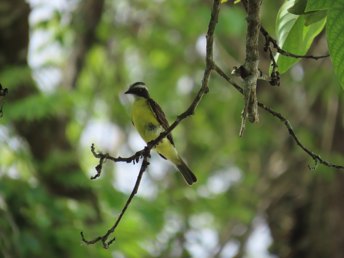 Social Flycatcher - ML620527843