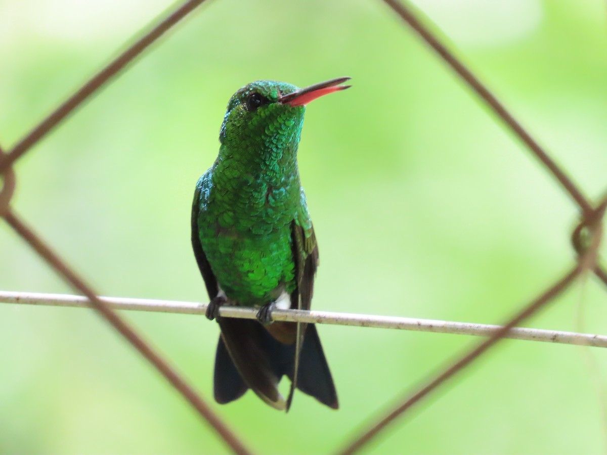 kolibřík měděnořitý - ML620527848