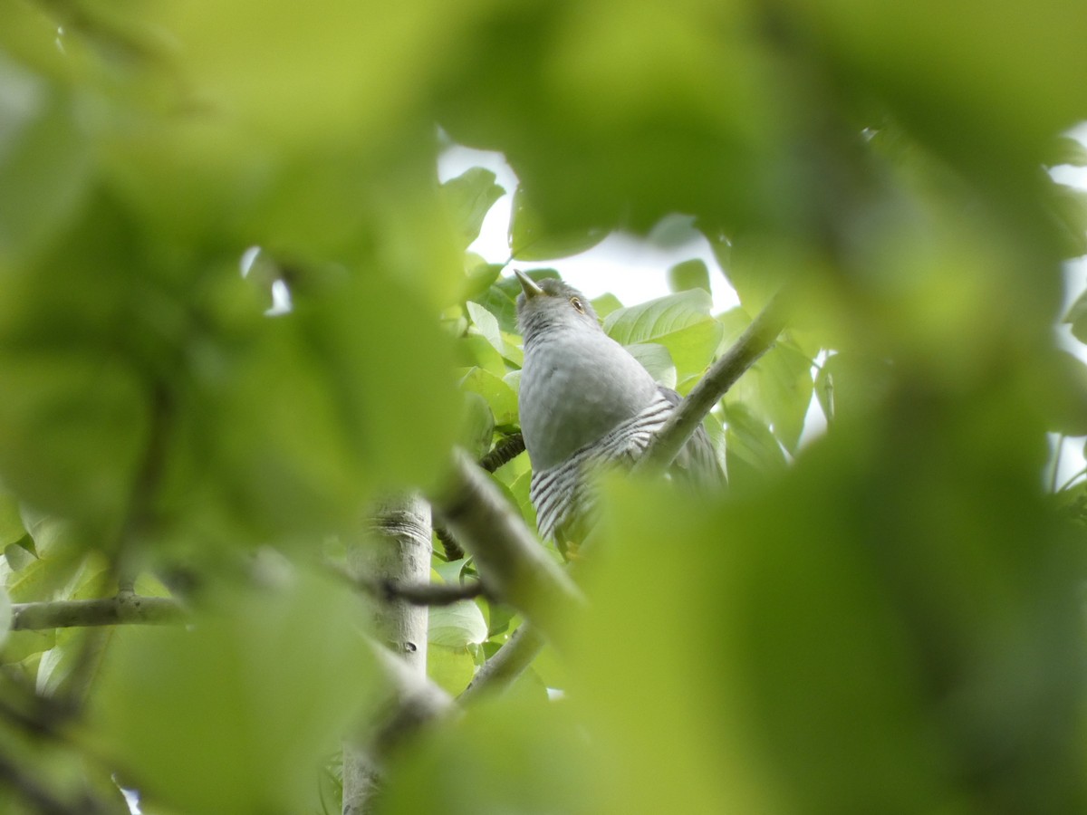 Oriental Cuckoo - ML620527850