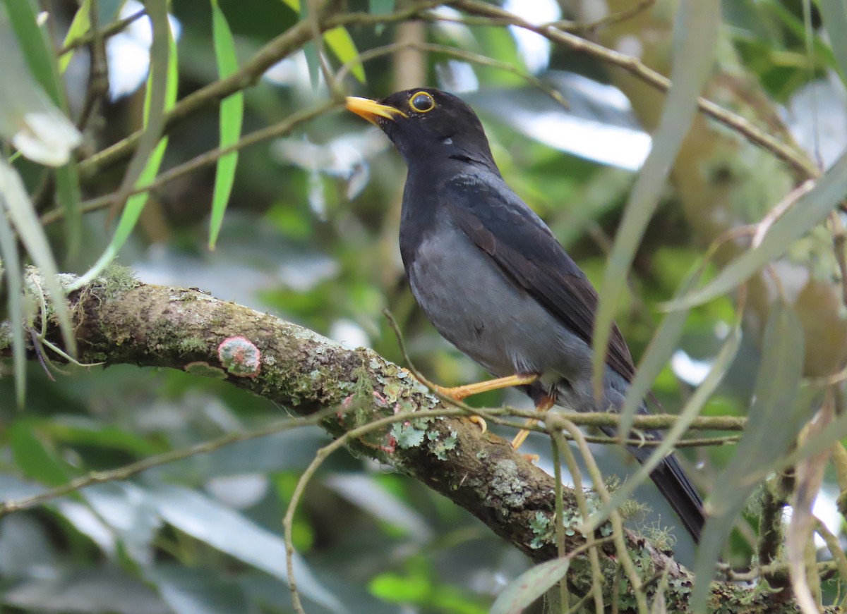 Yellow-legged Thrush - ML620527854