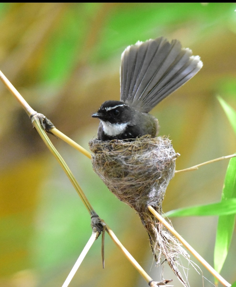 Spot-breasted Fantail - ML620527856