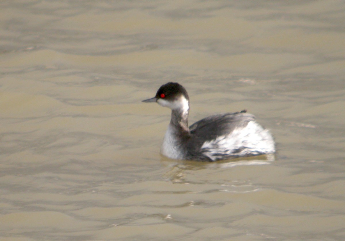 Eared Grebe - ML620527857