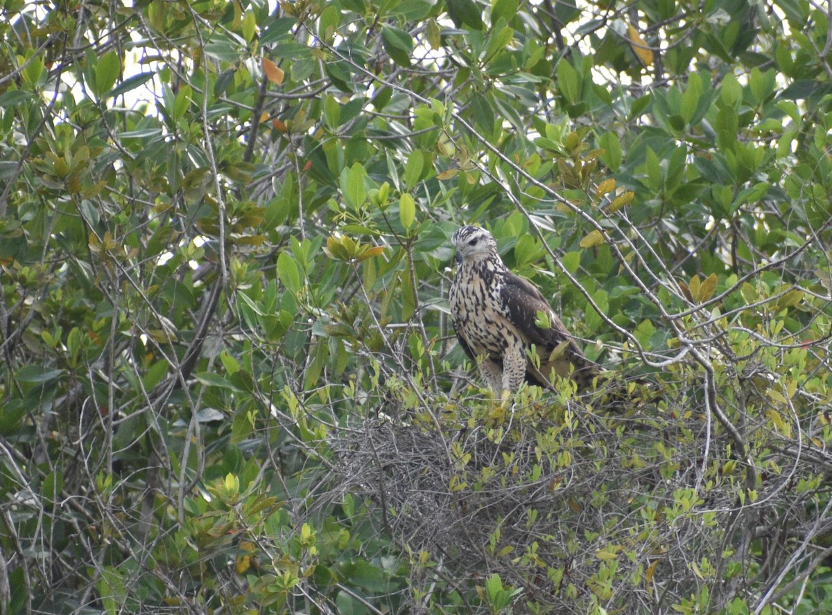 Great Black Hawk - ML620527860