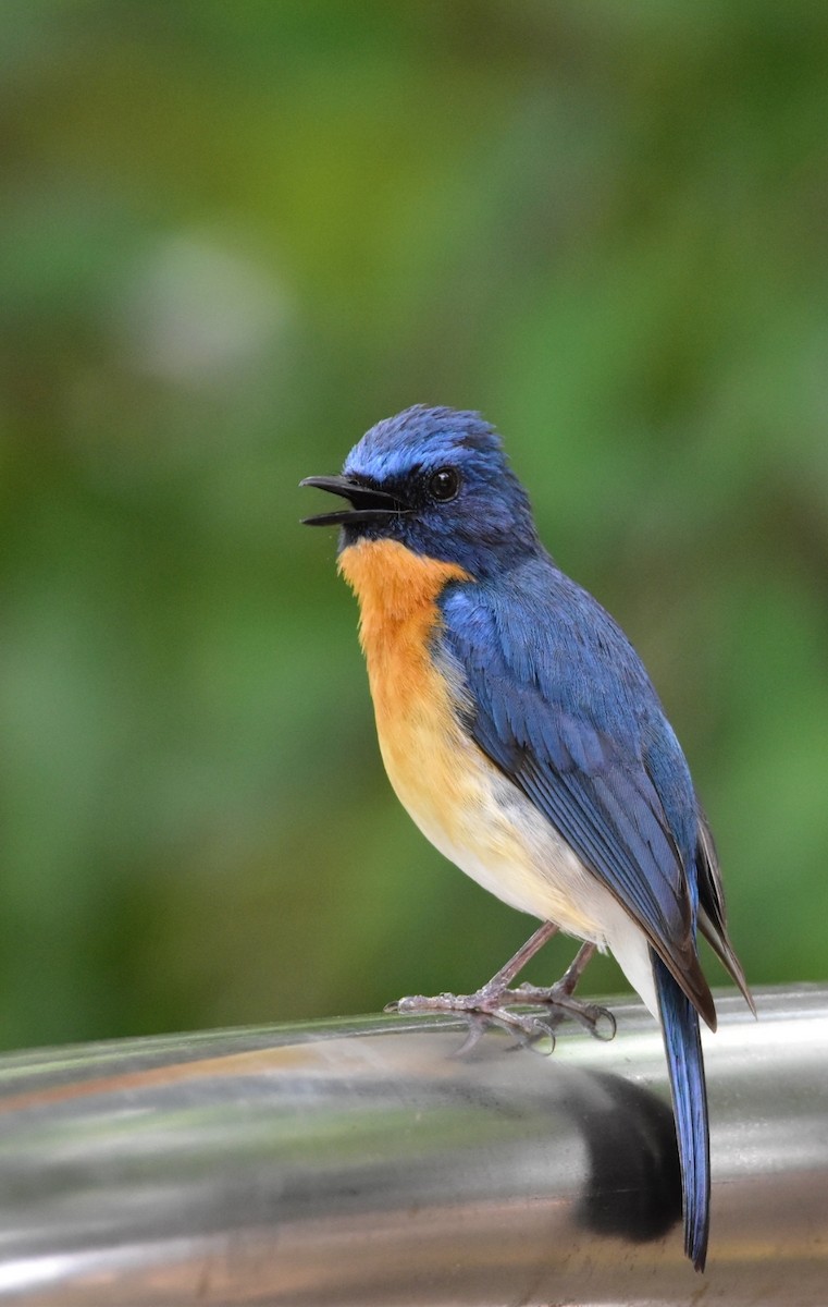 Tickell's Blue Flycatcher - ML620527863