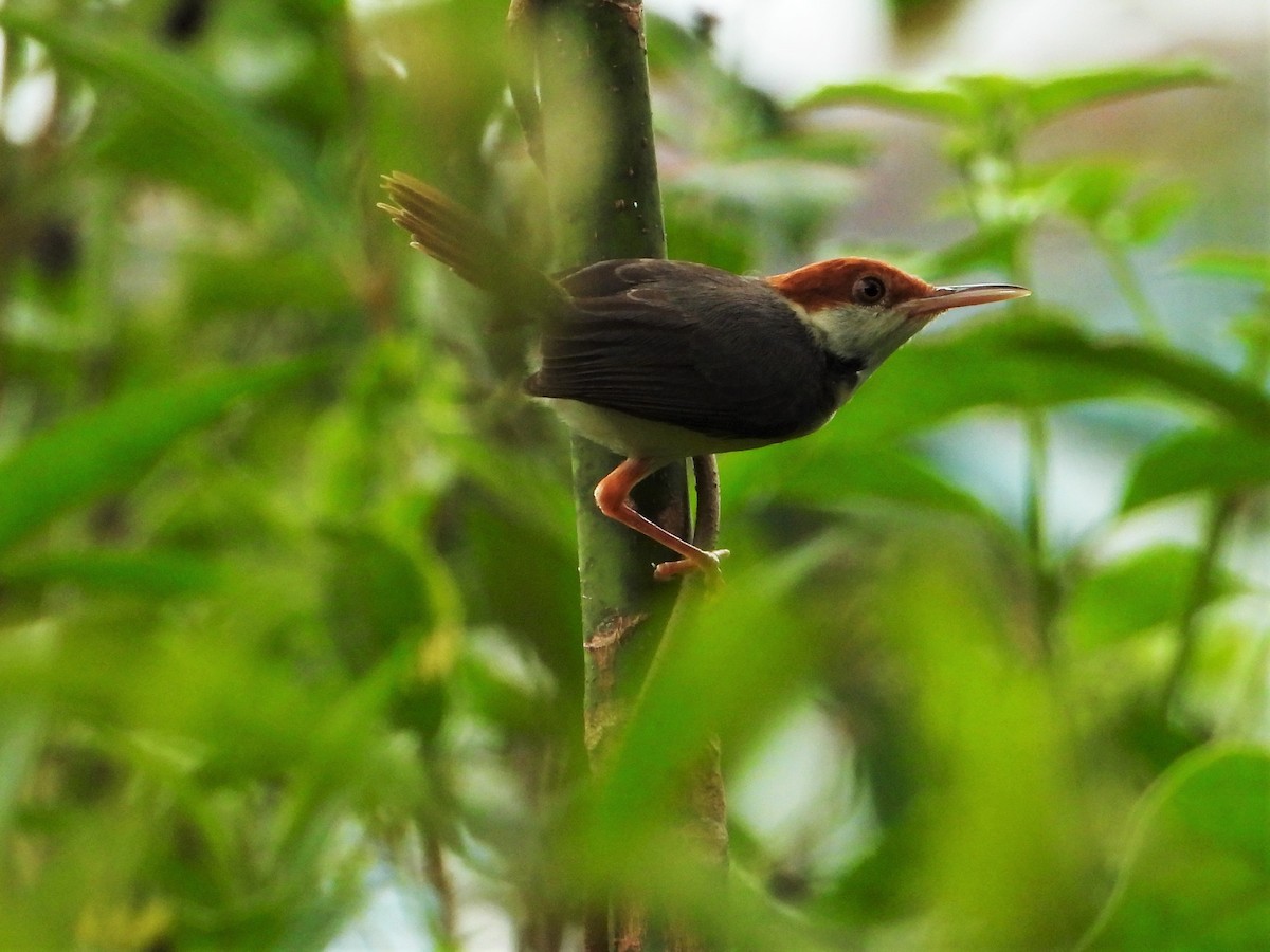 Rufous-tailed Tailorbird - ML620527864