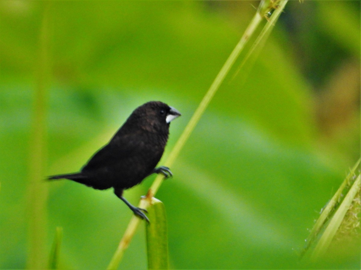 Dusky Munia - ML620527868