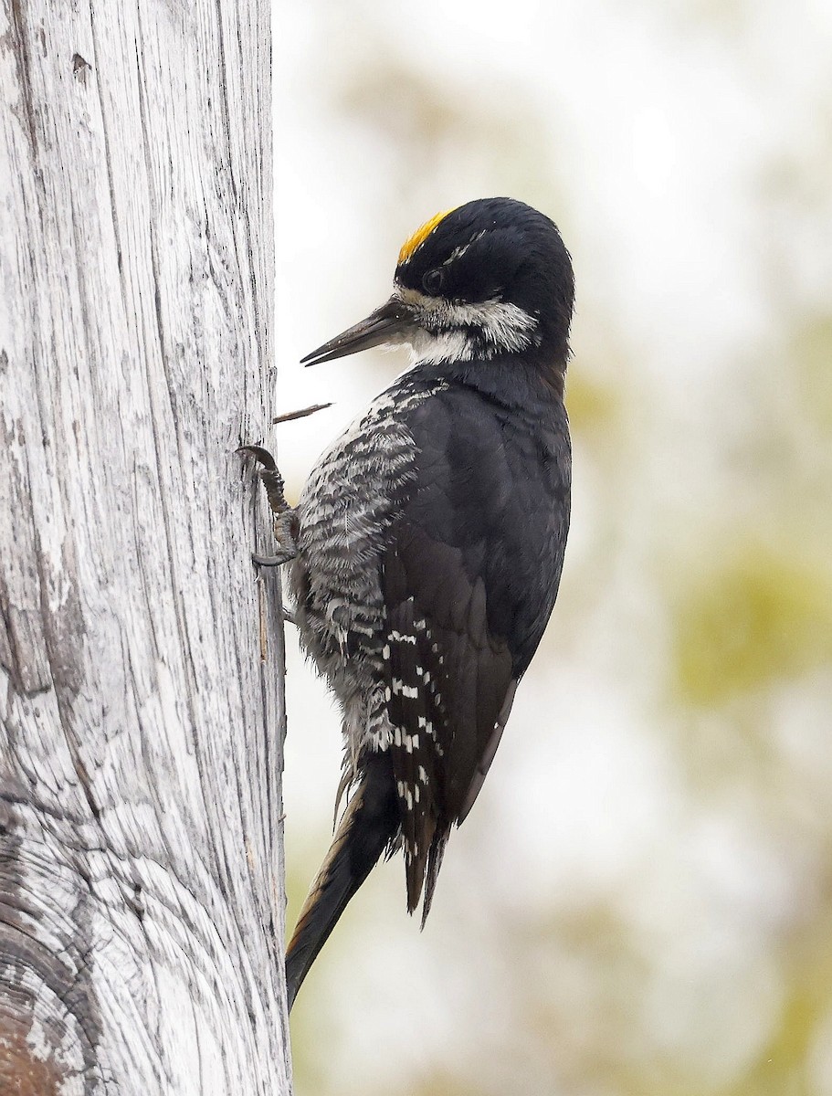 Black-backed Woodpecker - ML620527875