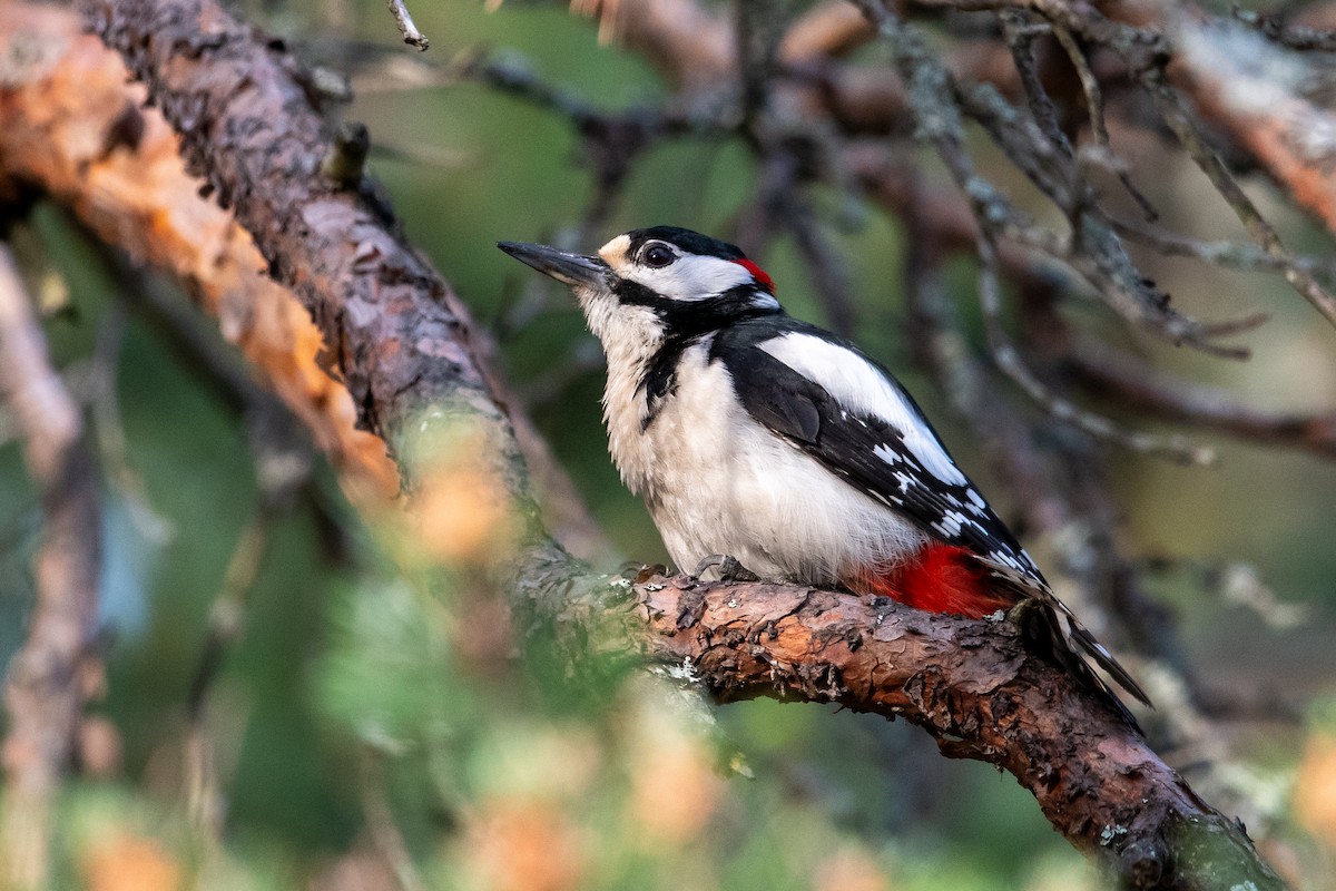 Great Spotted Woodpecker - ML620527883