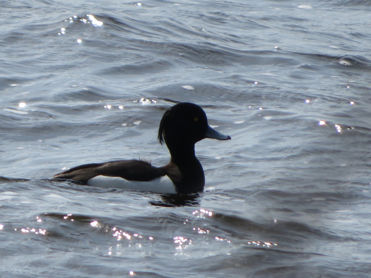 Tufted Duck - ML620527891