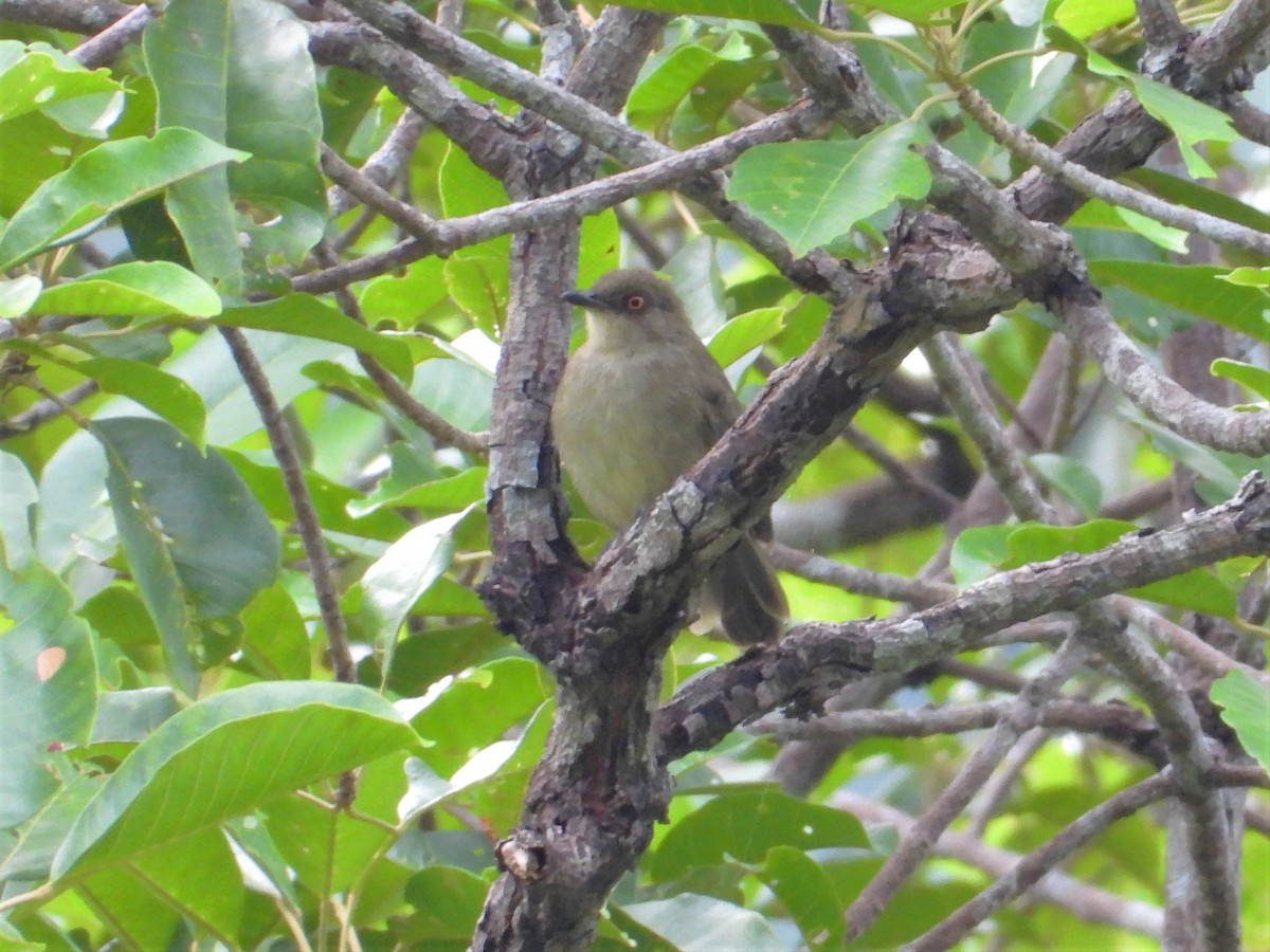 Cream-vented Bulbul - ML620527892