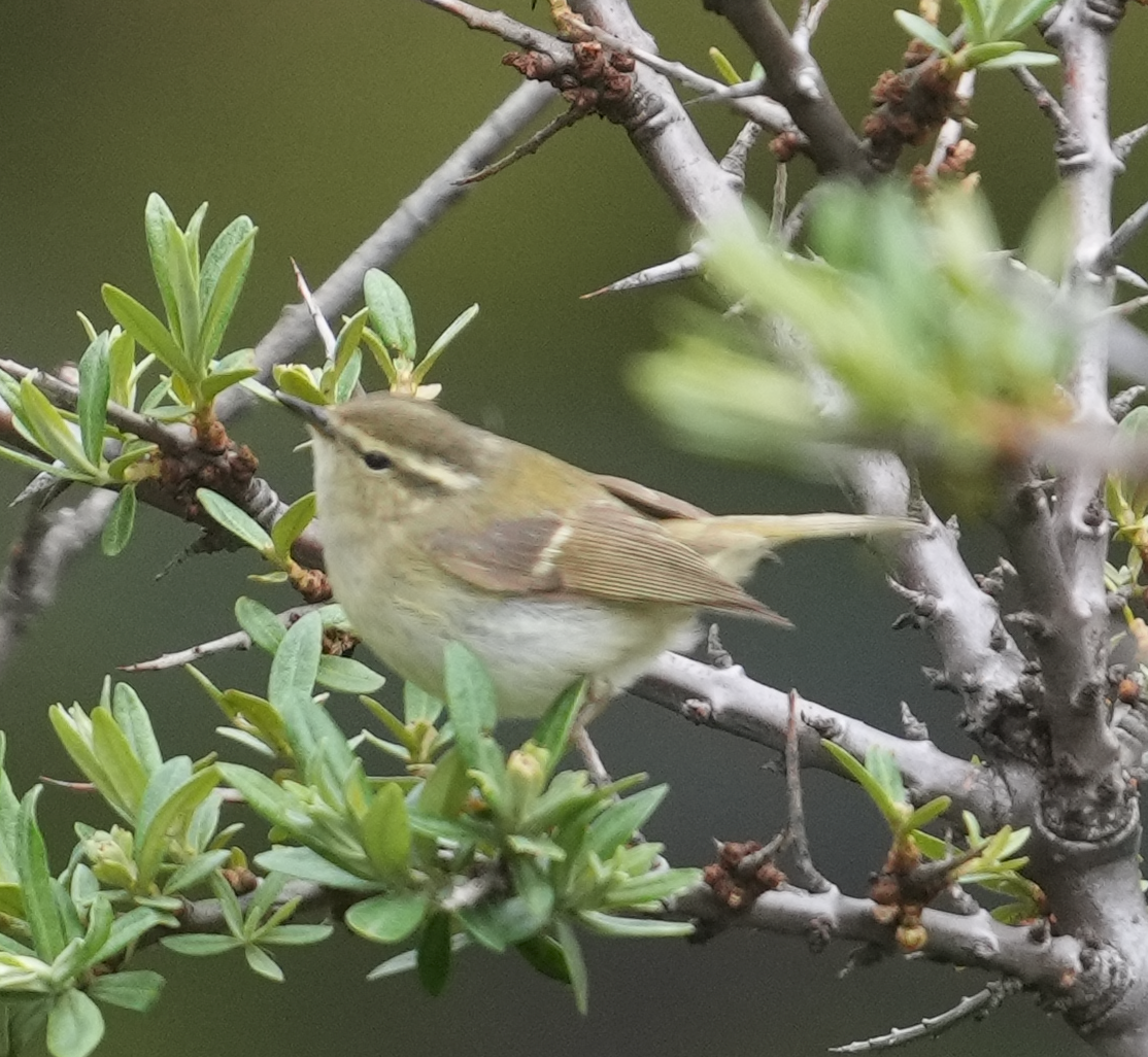 Hume's Warbler - ML620527893