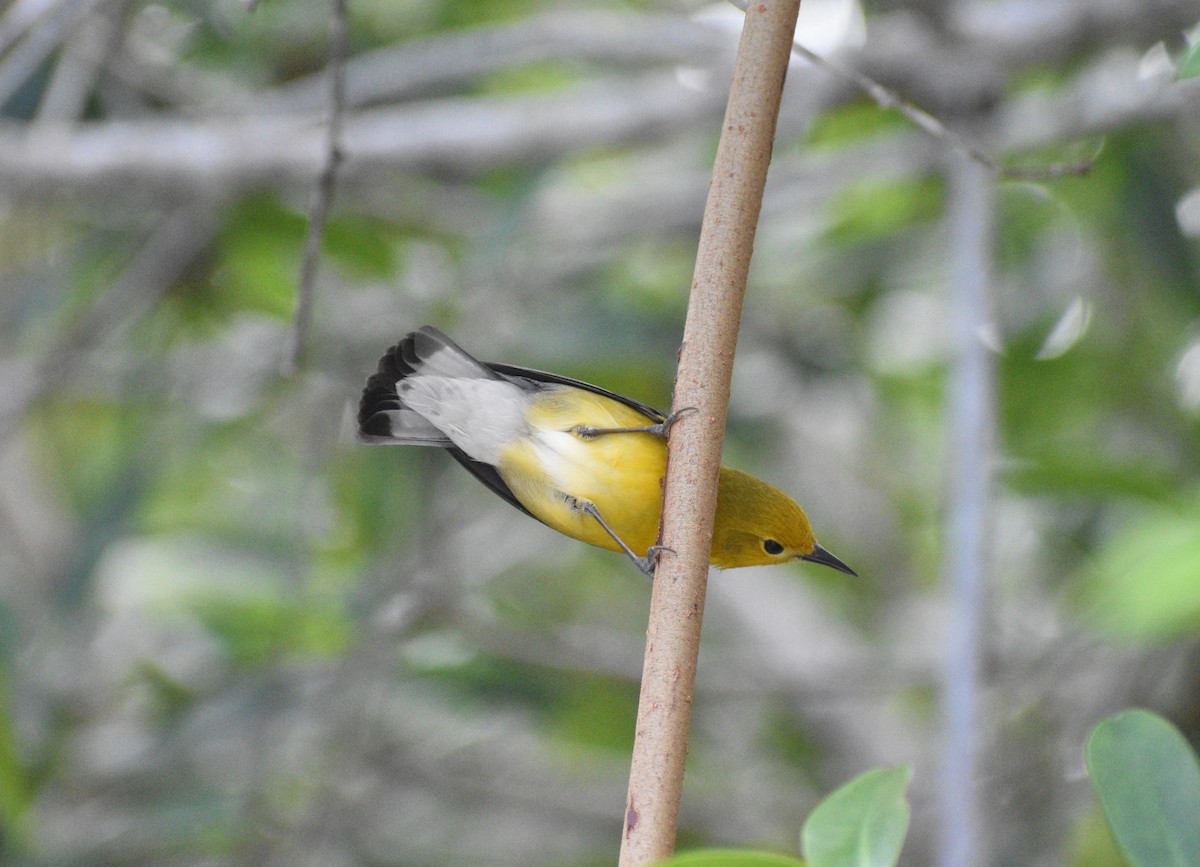 Prothonotary Warbler - Axel  Vásquez Méndez