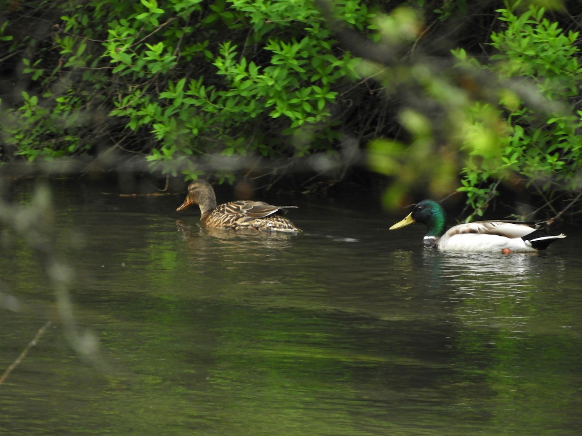 Mallard - ML620527895