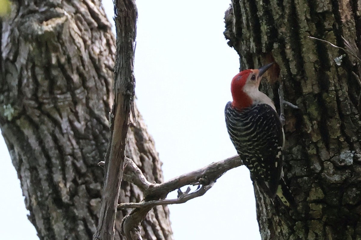 Red-bellied Woodpecker - ML620527900