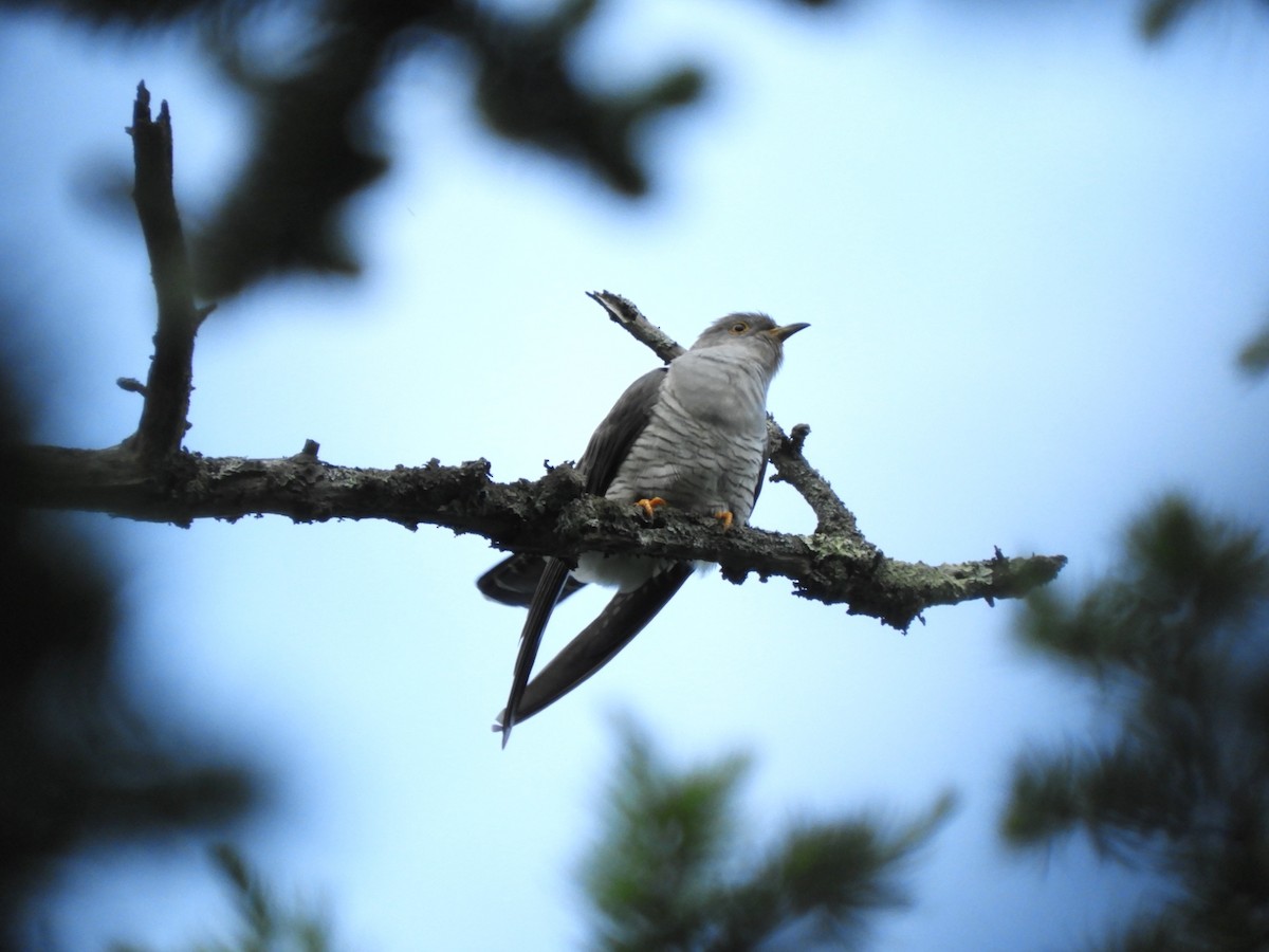 Common Cuckoo - ML620527904