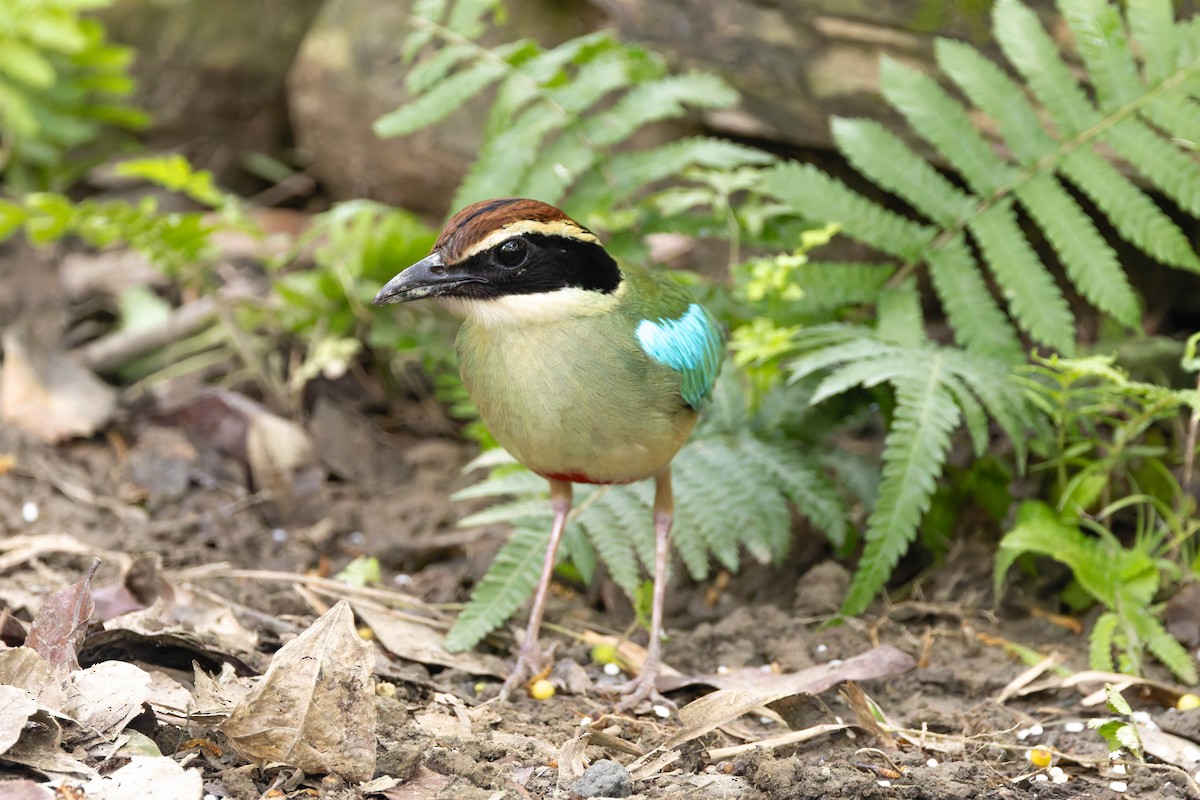 Fairy Pitta - ML620527910