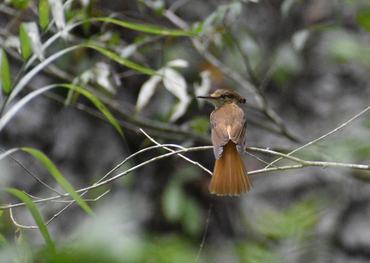 Tropical Royal Flycatcher - ML620527912