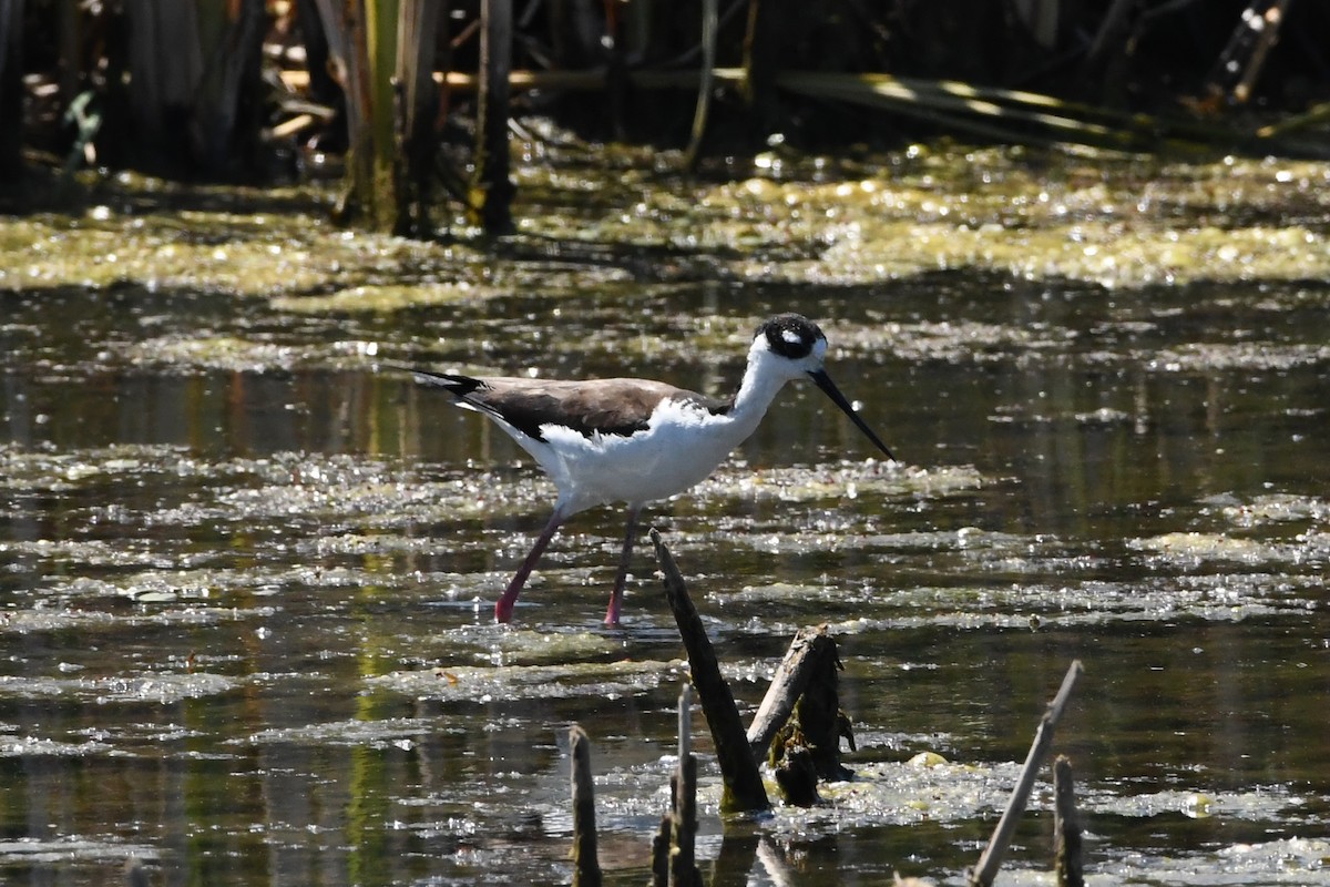 Schwarznacken-Stelzenläufer - ML620527920